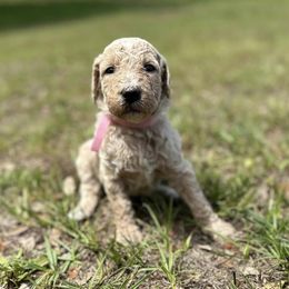 Double Doodles from Momma Mae’s Doodles