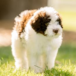 Juneau - female Australian Mountain Doodle puppy in Temecula, California from Country Hills Doodles