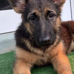 German Shepherds from Von Lavalle German Shepherds
