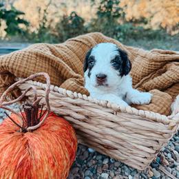 Smokey - Brown and white male Aussiedoodle puppy in Tryon, North Carolina from Melrose Mountain Farm