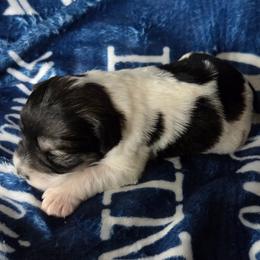 Ruthye - Parti female Miniature Schnauzer puppy in Elgin, Iowa from Firefly Stables