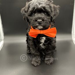 Cavapoo Puppies from Sharices Cavapoos