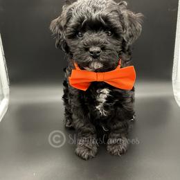 Cavapoo Puppies from Sharices Cavapoos