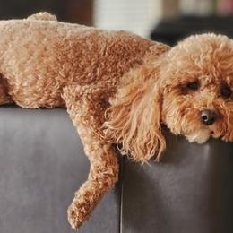 Nani - Cavapoo