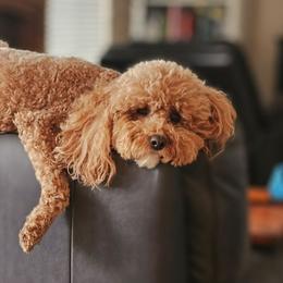 Nani - Cavapoo