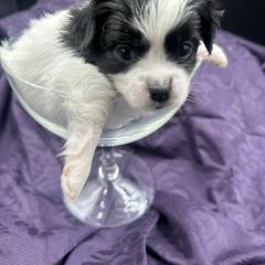 Ysolde - Black female Mi-Ki puppy in Prospect Heights, Illinois from Metro Mi-kis