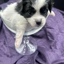Ysolde - Black female Mi-Ki puppy in Prospect Heights, Illinois from Metro Mi-kis