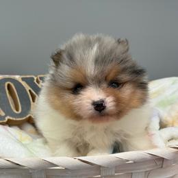 Ron - Blue merle male Pomeranian puppy in Newark, Ohio from Keeperofstars Pomeranians
