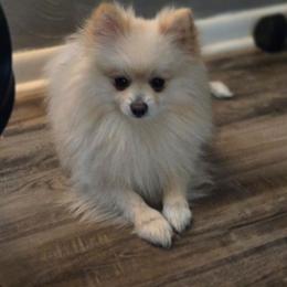 Gizmo - Pomeranian