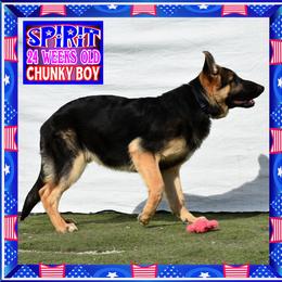 SPIRIT - Black and red male German Shepherd puppy in Murrieta, California from Diamond Oaks German Shepherds