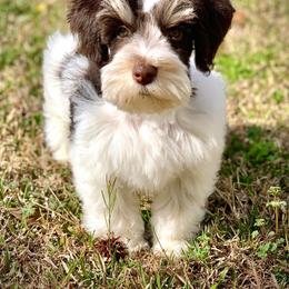 Miniature Schnauzer Puppies from A.R Miniature Schnauzers