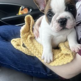 French Bulldog Puppies from The three little frenchies