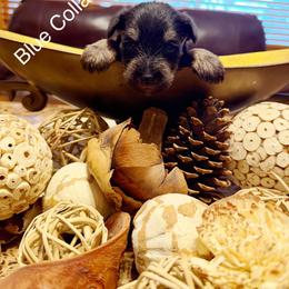 Blue Collar Boy - Salt and pepper male Miniature Schnauzer puppy in Kansas City, Kansas from Daniel Morlan