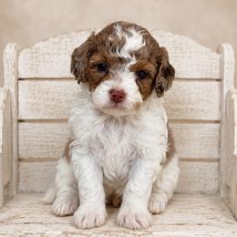 Kimo - Brown male Cavapoo puppy in Floyd, Virginia from Hearts and Paws Poodles and Doodles