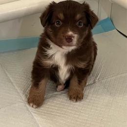 Rose - Red tri female Miniature Australian Shepherd puppy in Denair, California from CenCal Mini Aussies