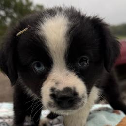 Raya - Black & white female Australian Shepherd puppy in Kimbolton, Ohio from Wagon Wheel Aussies