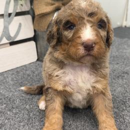 Poppy - Chocolate merle female Bernedoodle puppy in Hegins, Pennsylvania from Bubbling Springs Doodles, LLC
