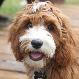 Cooper - Australian Labradoodle