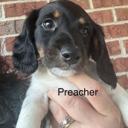 Preacher - Black and tan male Dachshund puppy in Smyrna, Tennessee from Sias Select Dachshunds