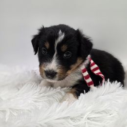 Satin - Black tri-color female Australian Shepherd puppy in Annville, Pennsylvania from Creekside Aussies LLC