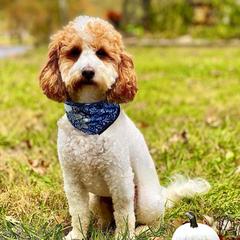 Little Man - Goldendoodle