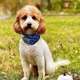 Little Man - Goldendoodle