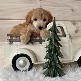 Girl 2 - female Poodle puppy in Pentwater, Michigan from Dumaw Creeks Pups