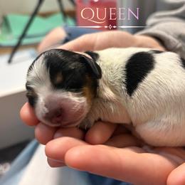 Dachshund Puppies from 208 Dox Dynasty