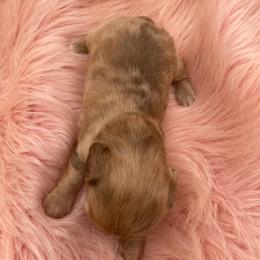Goldie - Dapple female Dachshund puppy in Sarah, Mississippi from White's Mississippi Doxies