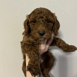 Poodle Puppies from Lady Mae's Standard Poodles