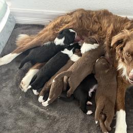 Border Collie puppies from Corona Ranch Collies