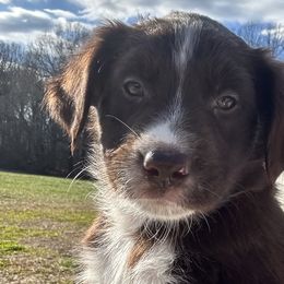 Fendi - Red & white Australian Shepherd puppy in Monroe, North Carolina from Dreamland Aussies & Poodles