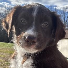 Fendi - Red & white Australian Shepherd puppy in Monroe, North Carolina from Dreamland Aussies & Poodles