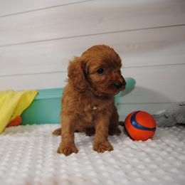 Redd - Red male Cavapoo puppy in Mountain Grove, Missouri from Dogwood & Sassafras Companions