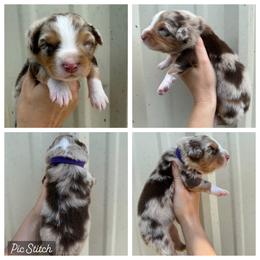 Girl 3 - Red merle female Australian Shepherd puppy in Iola, Texas from MK Aussies
