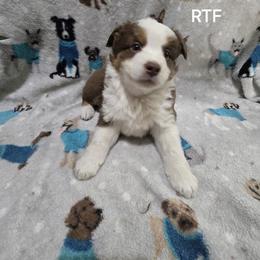 Girl 1 - Red tri female Miniature Australian Shepherd puppy in Bend, Oregon from Badlands Toy and Mini Aussies