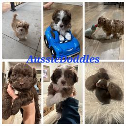 Poodle Puppies from Caboodles Of Poodles