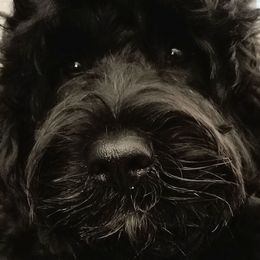 Portuguese Water Dogs from Danca PWDs