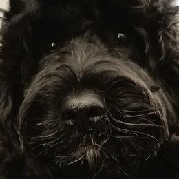Portuguese Water Dogs from Danca PWDs