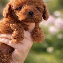 Bree - Red  female Poodle puppy in Riverside, California from Poodles and Frenchies