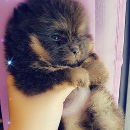 French Bulldog and Pomeranian Puppies from Purrs N Poms