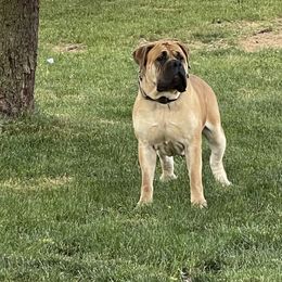 Little piggy - Boerboel