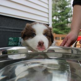 Australian Shepherd Puppies from Starlit Grove Australian Shepherds