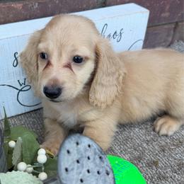 Molly - Cream female Dachshund puppy in Keota, Oklahoma from Skyview Doxie Ranch