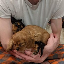 Cavalier King Charles Spaniel Puppies from Colorful Cavaliers