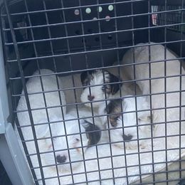 Sealyham Terrier Puppies from Alibi Sealyham Terriers