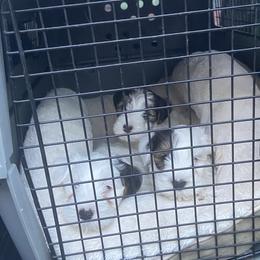 Sealyham Terrier Puppies from Alibi Sealyham Terriers