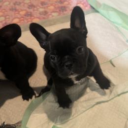 French Bulldog Puppies from Diamonds Frenchies