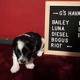 Riot - Black and white male Havanese puppy in Kansas City, Missouri from G's Havanese