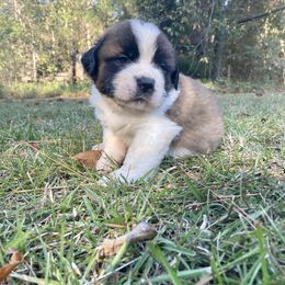 Saint Bernard Puppies from Magnolia Saint Bernards